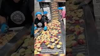 Inside a Food Processing Facility Handling Fresh Apples with Care