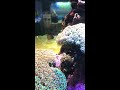 【男鹿水族館gao】イソギンチャク サンゴ shorts