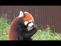 レッサーパンダ　リーファちゃん　飼育員さんからリンゴをもらいます　【のんほいパーク】　red panda leafa chan toyohashi zoo