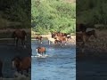 Herd of Wild Horses spotted cooling off at Salt River Project AZ 😮 #shorts