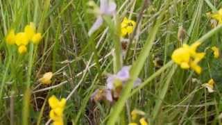 A PYRAMIDAL ORCHID - ANACAMPTIS PYRAMIDALIS