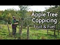 Growing Apple Trees for Fruit & Firewood | A Regenerative Orchard Experiment