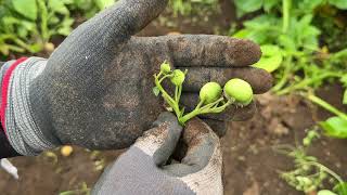 Be careful when the potatoes you planted in the field start to flower and produce fruit! Even far...