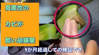 真菌性のカビに侵された胡蝶蘭、1か月経ちました検証です。