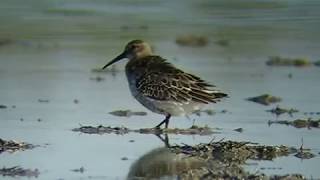 Dunlin - Calidris alpina