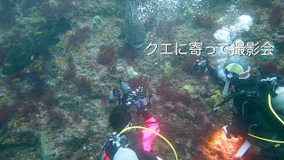 Diving Vlog 館山 西川名 202212b【4K】クエに寄って撮影会