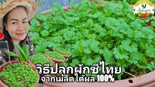 วิธีเพาะเมล็ดผักชีงอก100% ทำง่าย ปลูกแล้วสวยงามโตเร็ว | Growing Coriander.