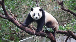 20221229 姊妹都愛茄苳果 圓寶上樹再補貨(早餐下) Giant Panda Yuan Yuan \u0026 Yuan Bao