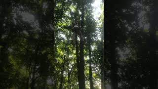 Treetop trekking at Heartlake