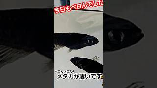 メダカの事ならカメレオンズめだかマン‼️‼️ #メダカ #カメレオンズめだかマン #shorts #short #shortvideo