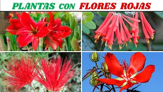 10 PLANTS WITH VERY DECORATIVE RED FLOWERS