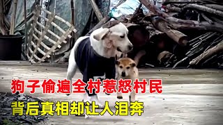 Dogs were stealing all over the village, and the truth moved people to tears!