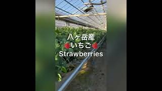 🍓いちご🍓 Strawberries