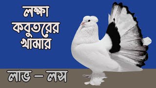 কম খরচে লাভজনক লক্ষা কবুতরের খামার | কবুতর পালন পদ্ধতি | Fantail Pigeon Farm