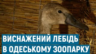 До Одеського зоопарку доставили лебедя із отруєнням