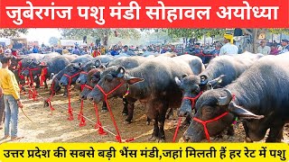 juberganj pashu mandi sohawal ayodhya से भैंस की वीडियो आ गई।