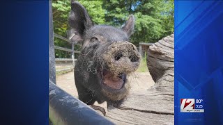 Buttonwood Park Zoo mourns loss of guinea hog