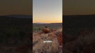 Another day in Alice Springs 🌞🦘