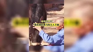 盘点那些人类与动物的无障碍交流，这是人变的吗，太聪明了