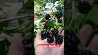 Blackgem blackberry