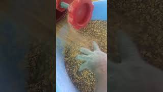 harbhara dal making from all in one mini machine