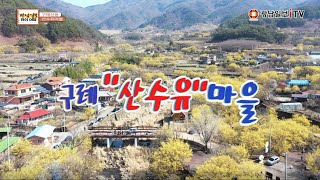 (전남 봄의 전령사) 구례 산동 산수유마을