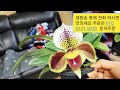 12월3원종 호접란 u0026서양란 판매 010 5121 5030