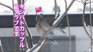 まるおの母　まるこの宿根草と低木の庭　2025 02 10 また雪が積もりました。毎日、積もって解けるの繰り返しです。雪の中でも、野鳥たちは元気いっぱい🐦　午後からは晴れて☀️暖かくなってきました。