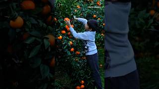 Enjoy Amazing Juicy Fruit and Nature 🍊🍑🍹 #shorts #fruit #nature #amazing