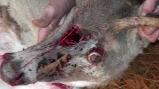 Poachers/hunters cause unecessary suffering to innocent wildlife