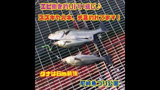 エビ撒き好調です♪ fishing max武庫川店