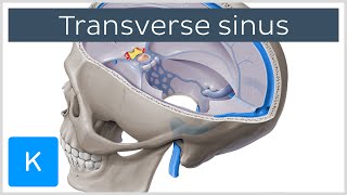 Transverse Sinus (left and right lateral sinuses) - Human Anatomy | Kenhub