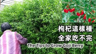 The Tips to Grow Goji Berry Successfully\\Mars Hydro