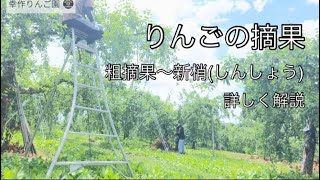 りんごの摘果作業/粗摘果、新梢/詳しく解説