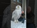 the big owl so cute