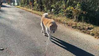 秋田犬 たろさんぽ 其の二百八十五　にいがたはふってますね