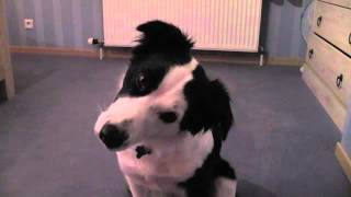 Funny Border Collie Head tilt