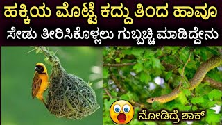 ಹಕ್ಕಿಯ ಮೊಟ್ಟೆ ಕದ್ದು ತಿಂದ ಹಾವೂಸೇಡು ತೀರಿಸಿಕೊಳ್ಲಲು ಗುಬ್ಬಚ್ಚಿ ಮಾಡಿದ್ದೇನು