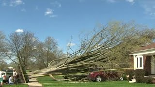 Strong winds topple massive tree in Wyandotte