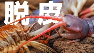 【ムカデの脱皮】飼育下での注意点もご紹介