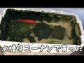 【お祭り・屋台の金魚すくい】の金魚を10年育てたらこうなりました