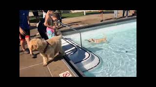 Pooch Plunge 2021!