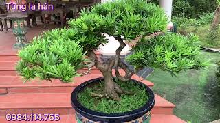 Ngắm vườn Tùng La Hán đẹp | Cùng nhau chia sẻ cách chăm sóc cây Tùng La Hán | Tùng La Hán Bonsai