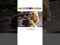 塩対応に怒るオリト　＃イオ ＃旭山動物園 ＃ライオン ＃ファミリー ＃家族 ＃lion ＃shorts