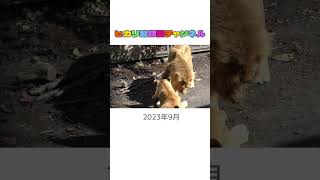 塩対応に怒るオリト　＃イオ ＃旭山動物園 ＃ライオン ＃ファミリー ＃家族 ＃Lion ＃shorts