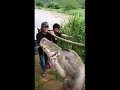 Moyang Ikan Baung Berusia 40 tahun !