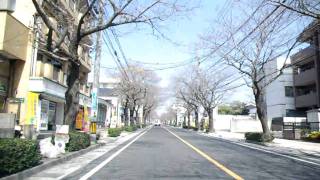 鹿児島市紫原の桜の状況（2011年4月1日）（1）