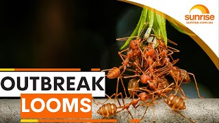 How worried should we be about a fire ant outbreak? | Sunrise