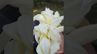 #bokful #বকফুল #বাড়ির গাছের বকফুল  #shortvideo