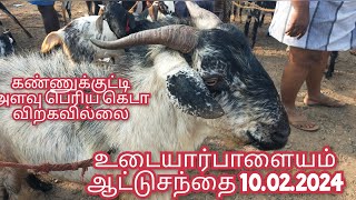 கண்ணுக்குட்டி அளவு பெரிய கெடா விற்கவில்லை உடையார்பாளையம் ஆட்டு சந்தை #aadusanthai #kodiaadu #goat